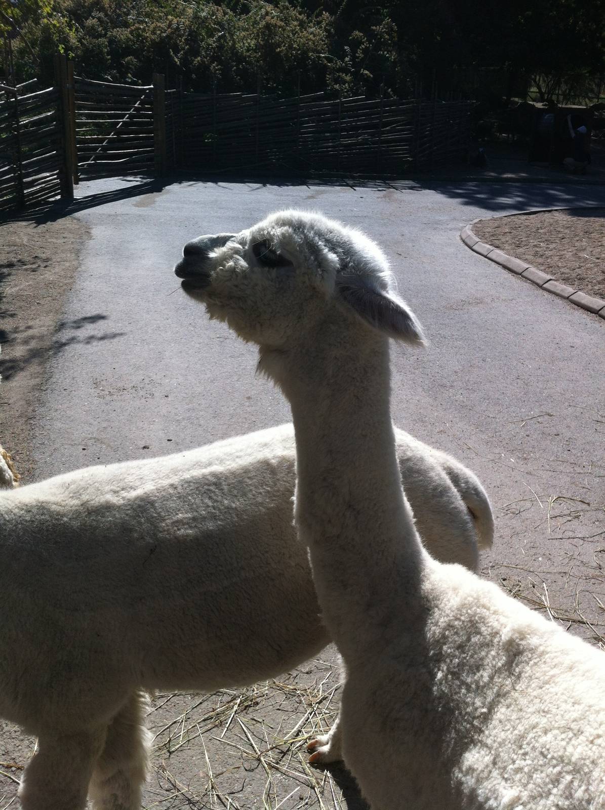 Alpaca in walk through petting zoo area