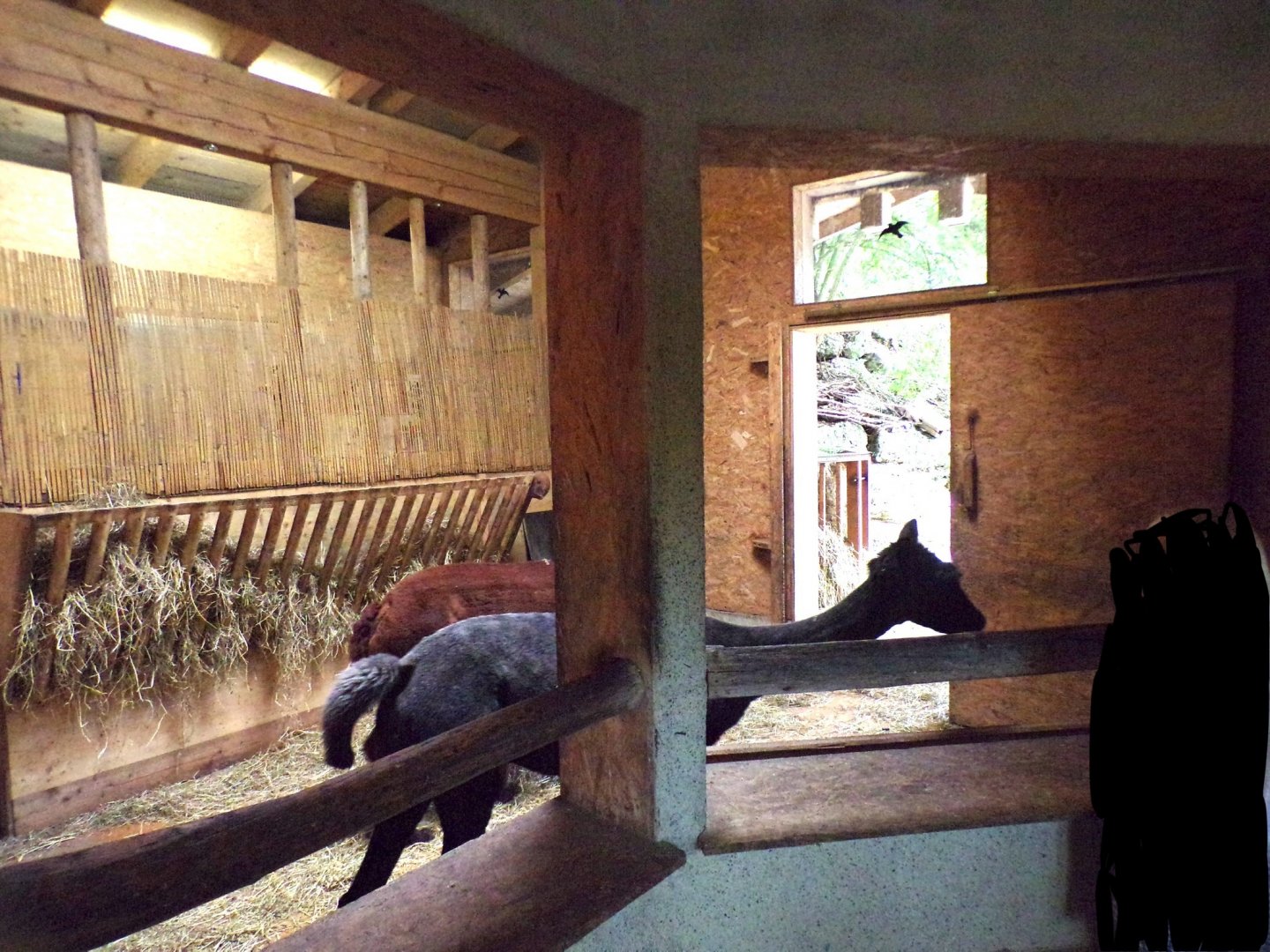 Alpaca indoors 13.7.25