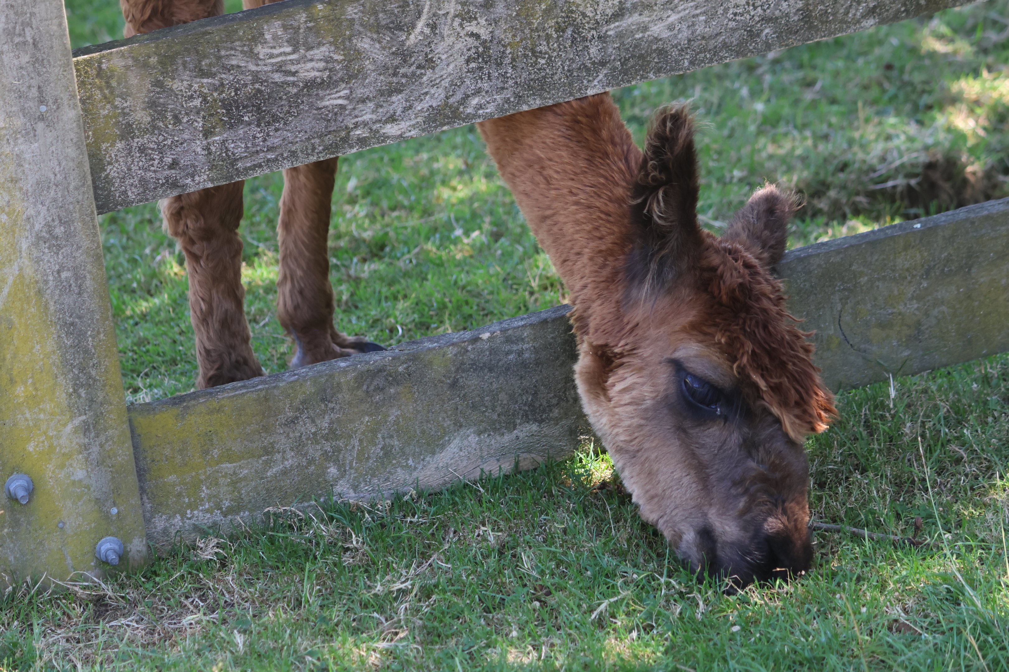 Alpaca (Lama pacos), Bluebank Blueberry & Emu Farm