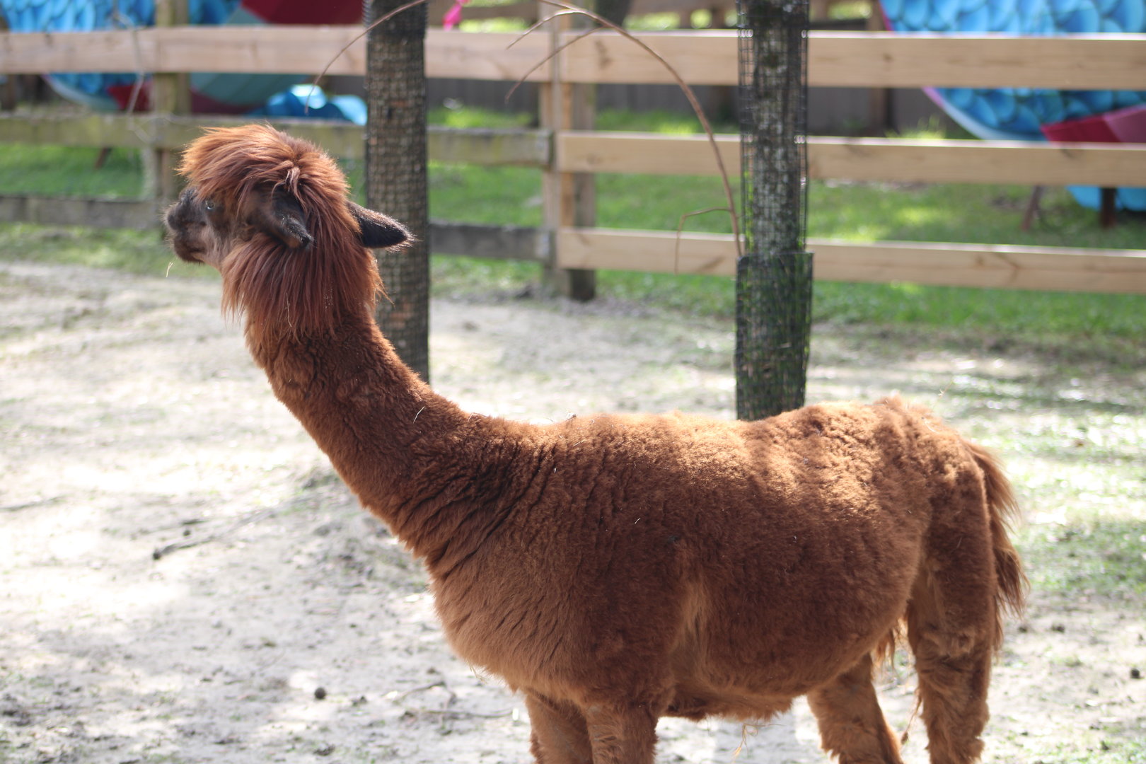 Alpaca (Lama pacos)
