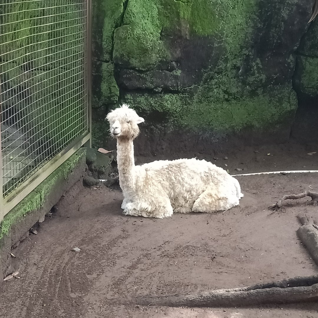 Alpaca (Lama pacos)