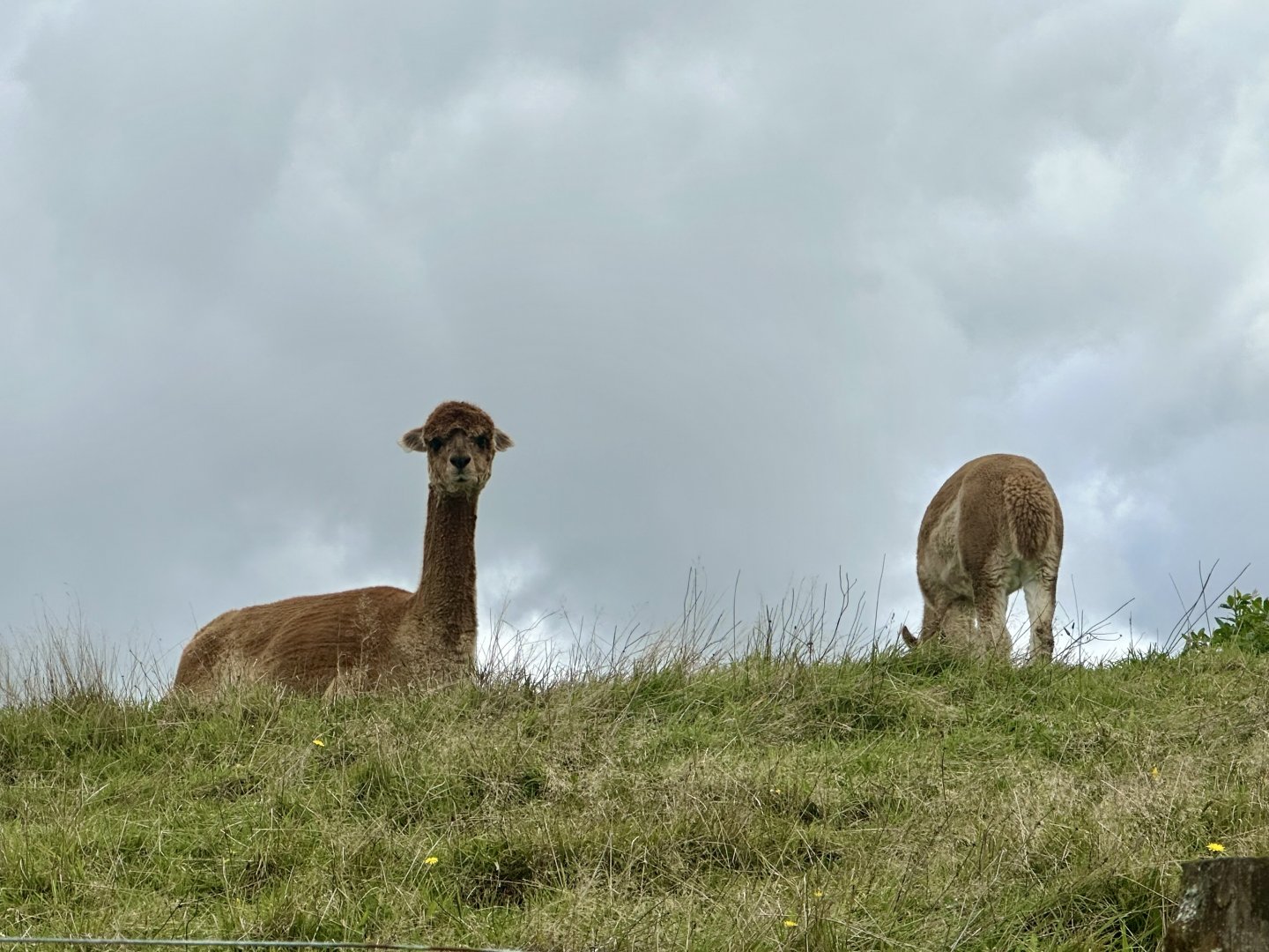 Alpaca (Lama pacos)