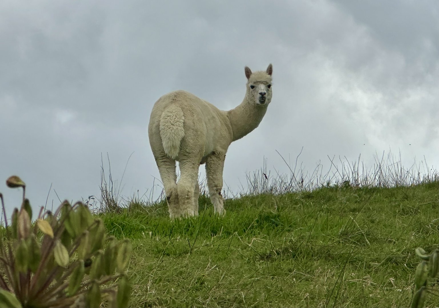 Alpaca (Lama pacos)
