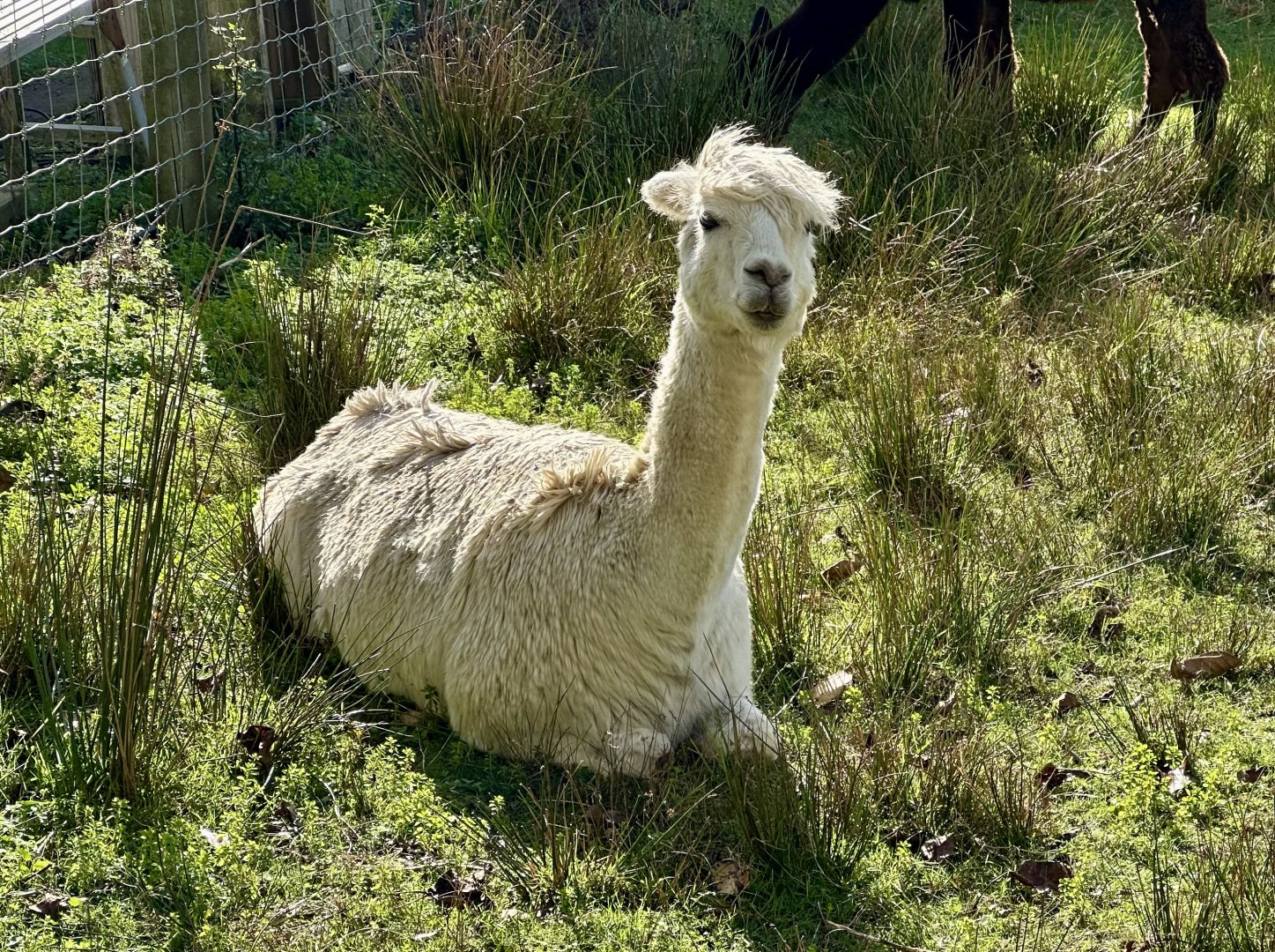 Alpaca (Lama pacos)