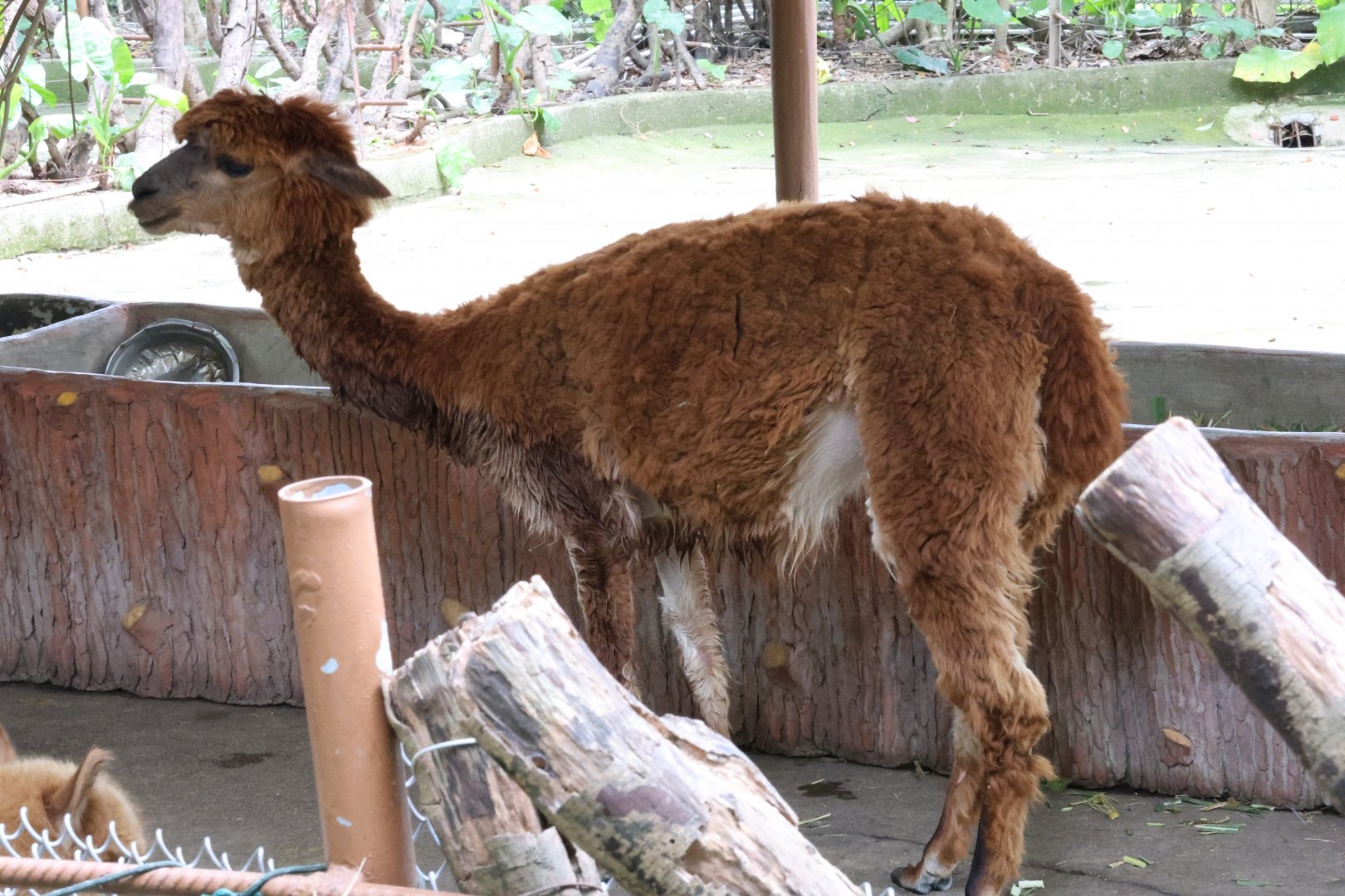 Alpaca (Lama pacos)