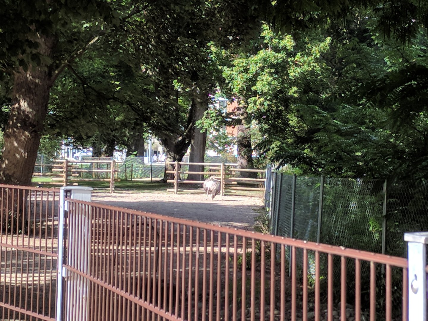 Alpaca, liama and Greater rhea Enclosure