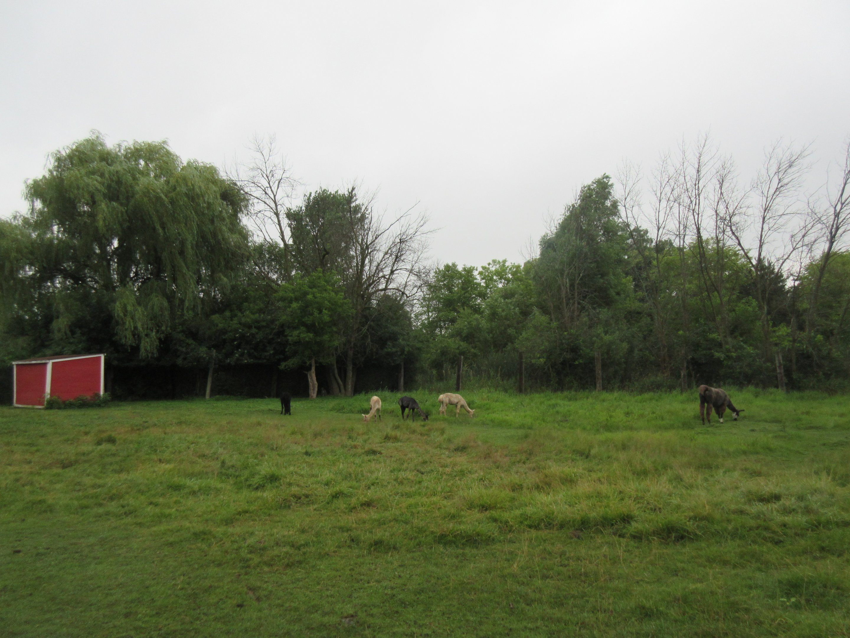 Alpaca/Llama Exhibit
