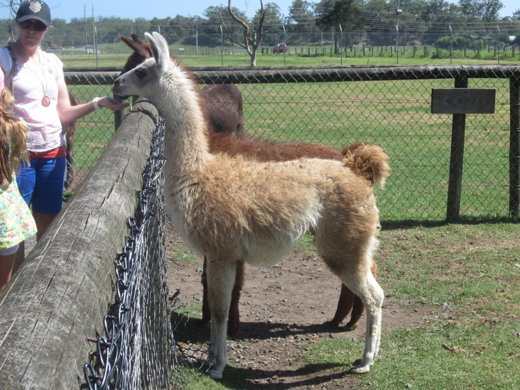 Alpaca/Llama that looks like a guanaco