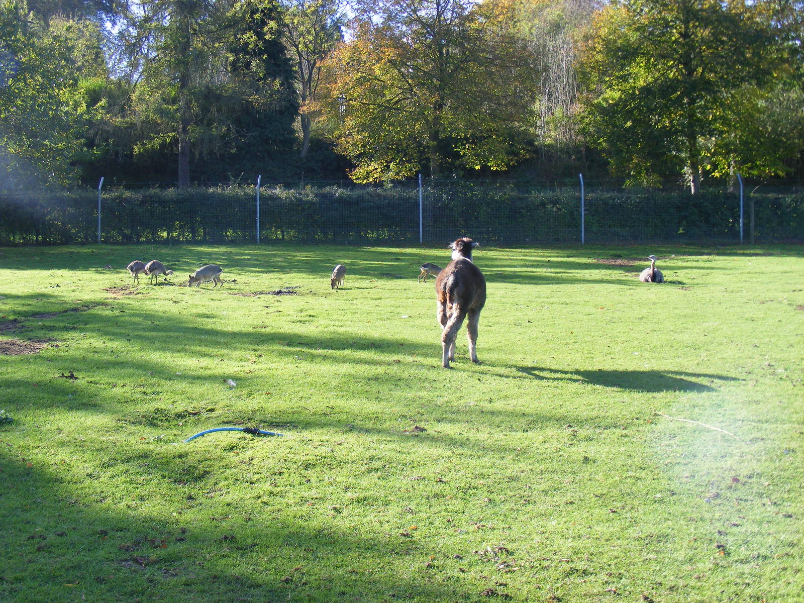 Alpaca, maras and greater rheas at Beale Park, 24 October 2010