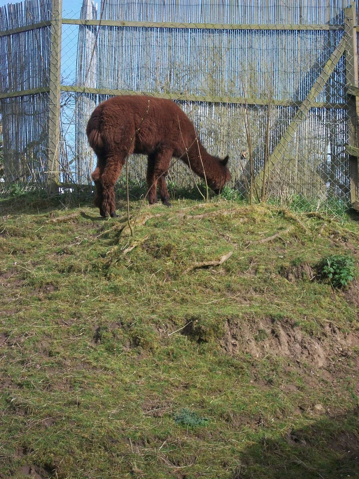 Alpaca Mountain? 13th April 2014