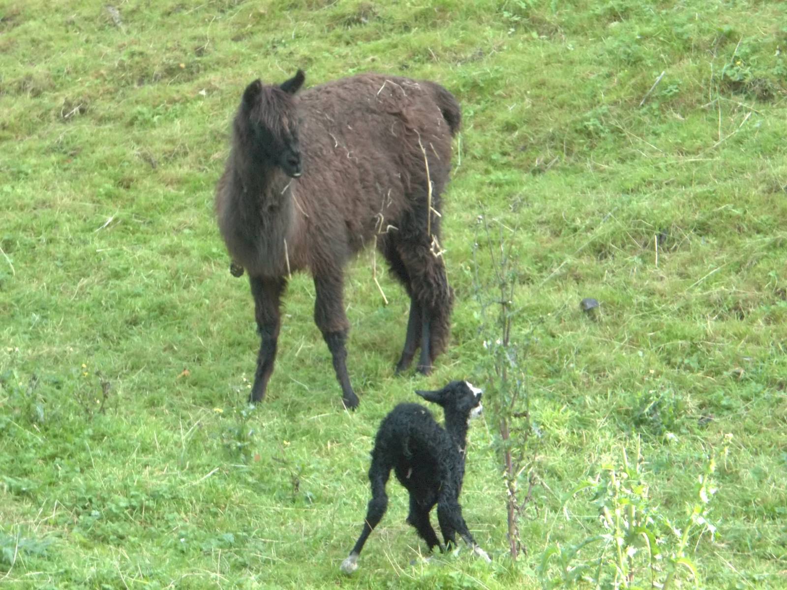 Alpaca, one hour old, 10th October 2014
