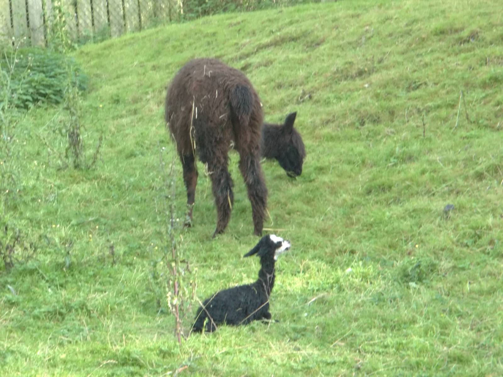 Alpaca, one hour old, 10th October 2014