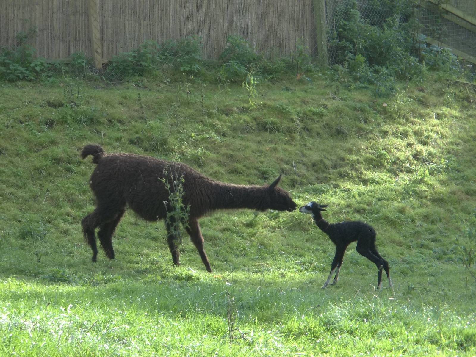 Alpaca, one hour old, 10th October 2014