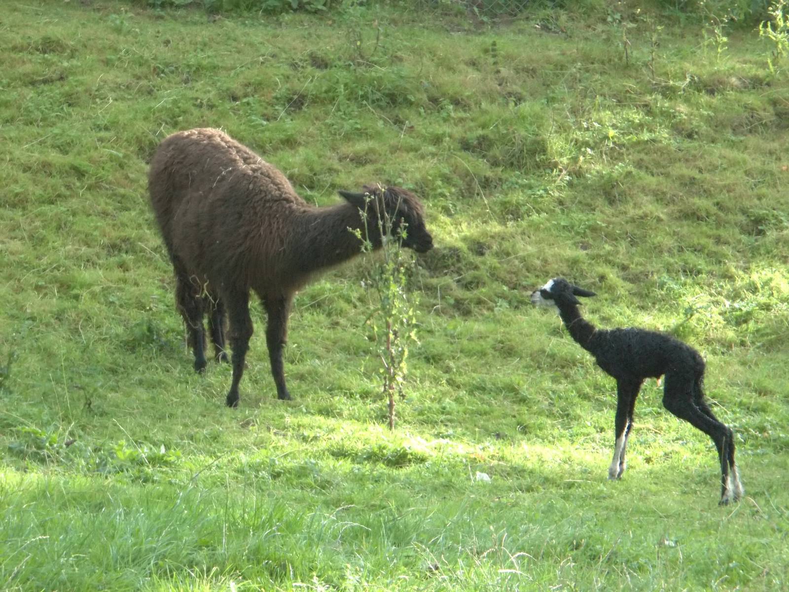 Alpaca, one hour old, 10th October 2014