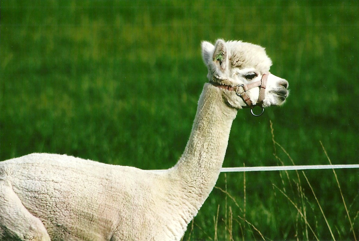 Alpaca opposite park entrance 11th September 2012