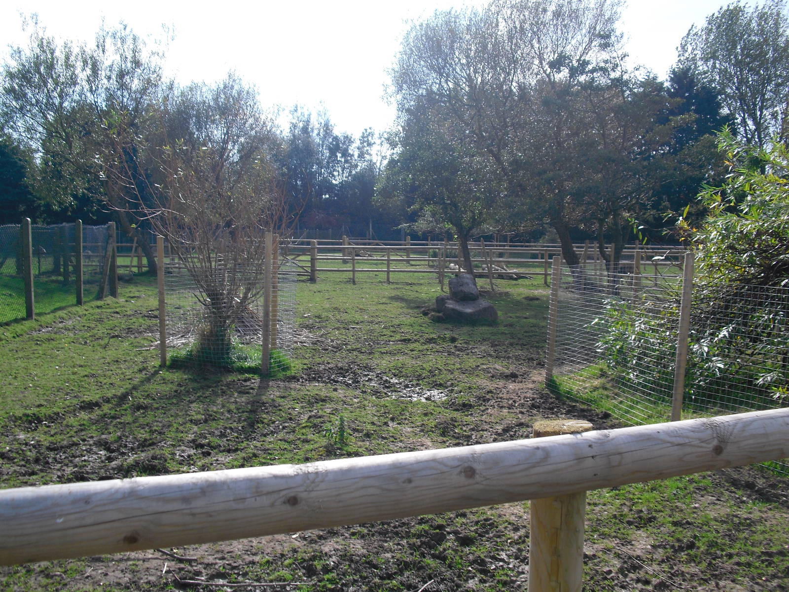 Alpaca Paddock - 01/10/2011