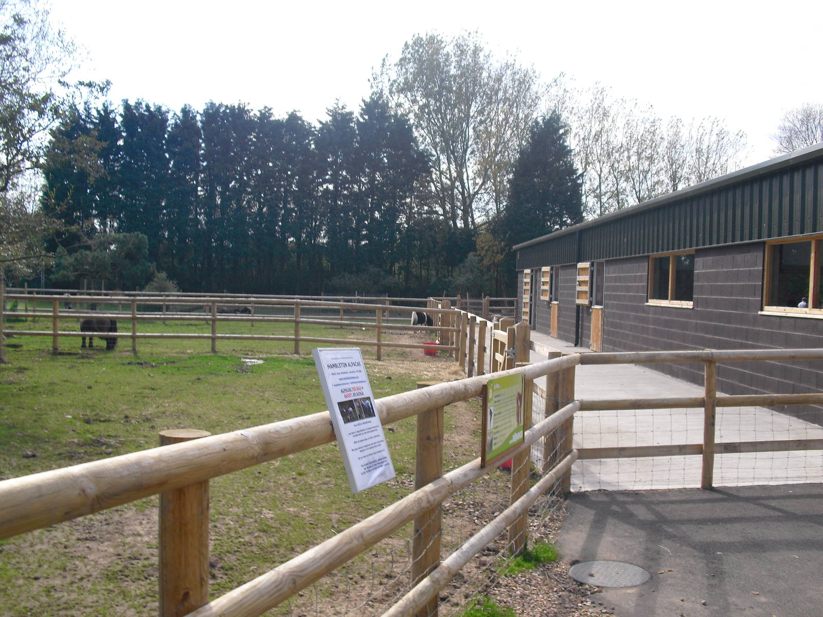 Alpaca Paddock - 01/10/2011