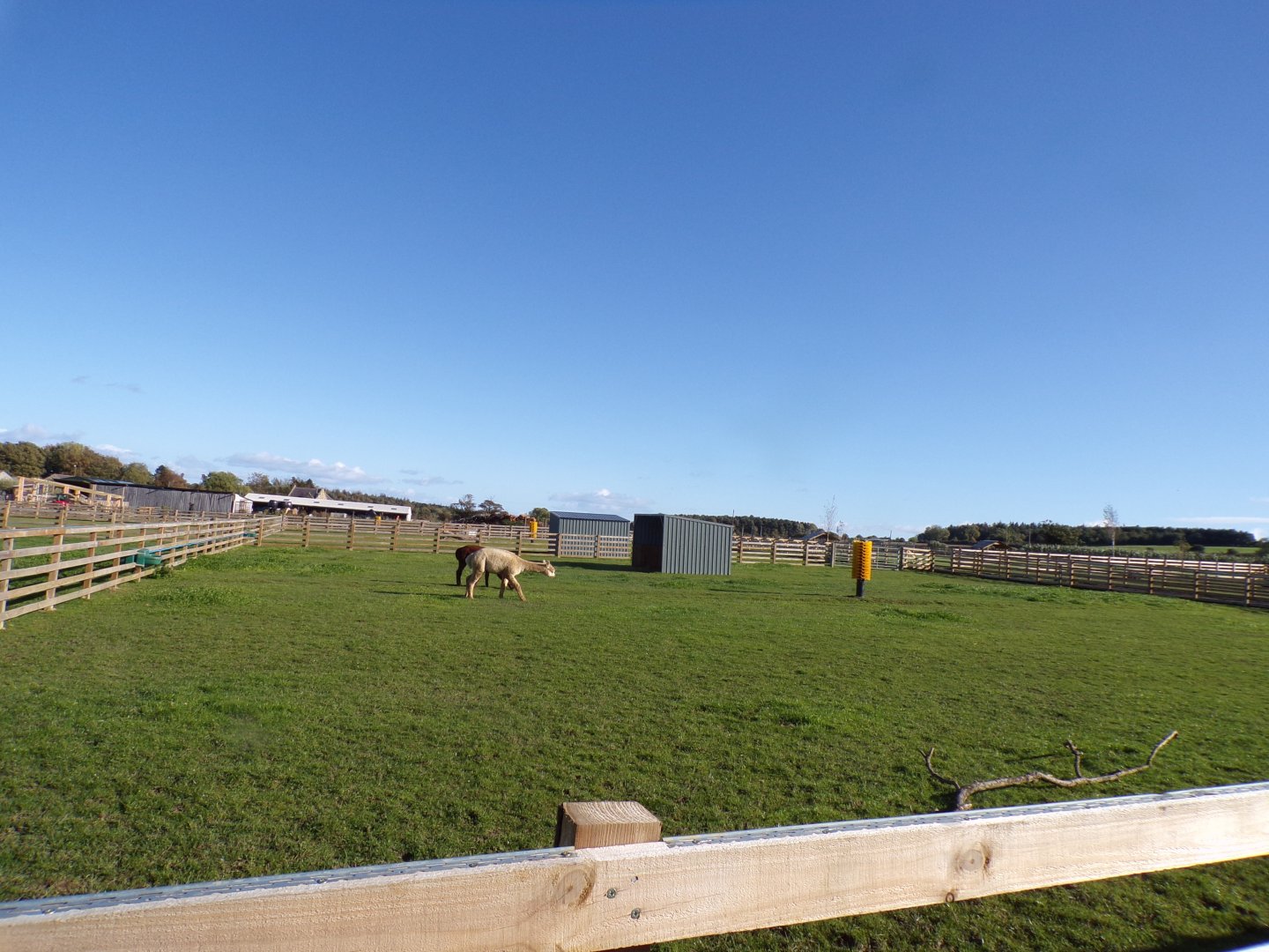 Alpaca paddock 14.10.23