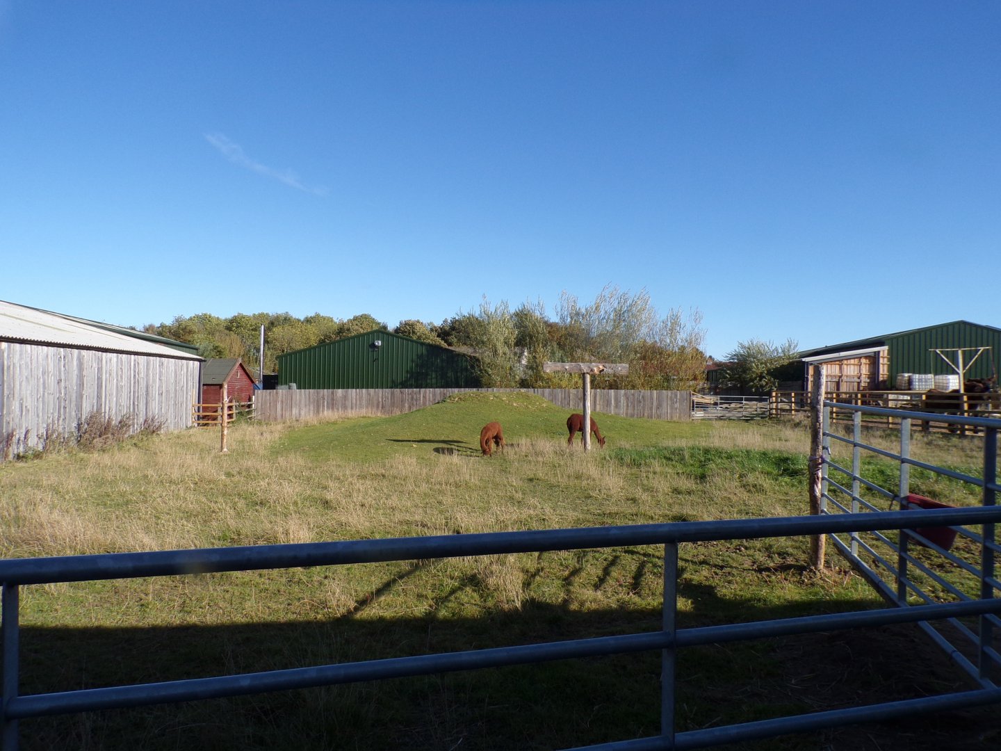 Alpaca paddock 14.10.23