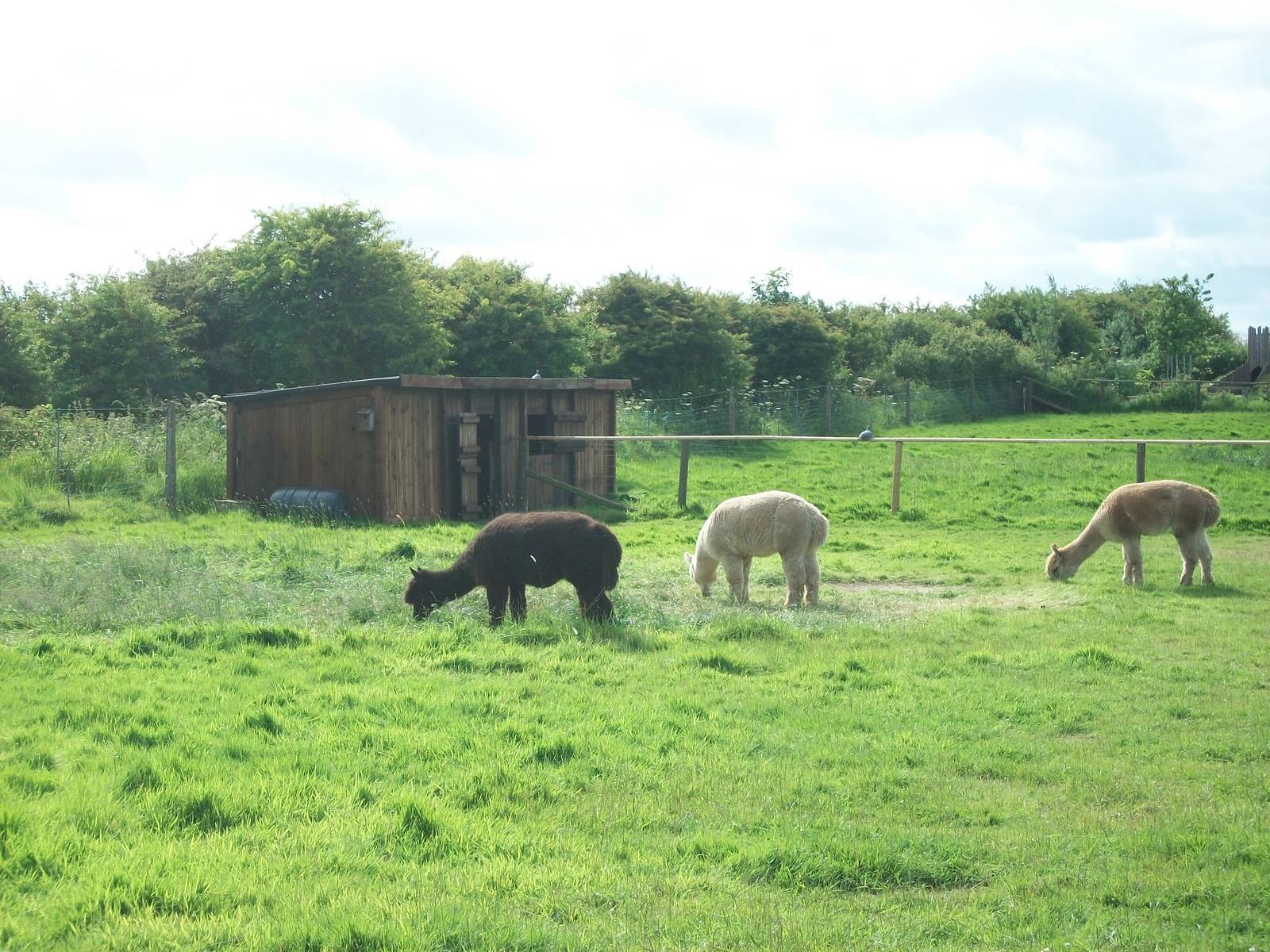 Alpaca paddock, 19th June 2014