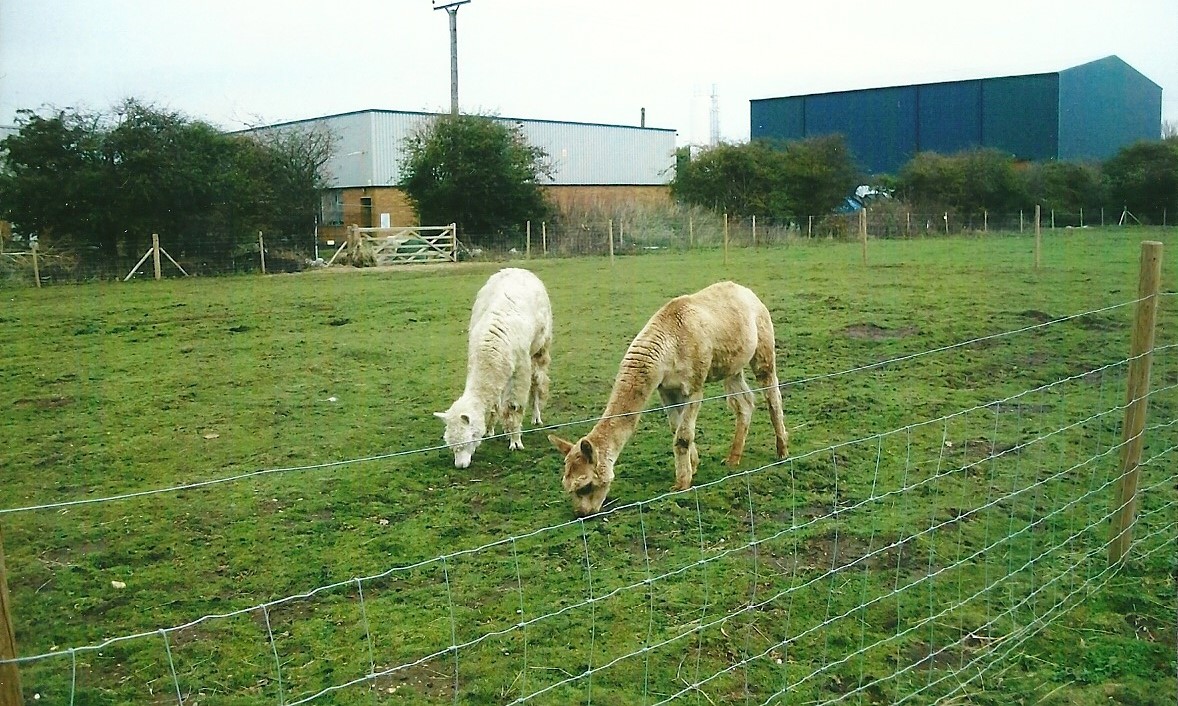 Alpaca paddock, 1st November 2013