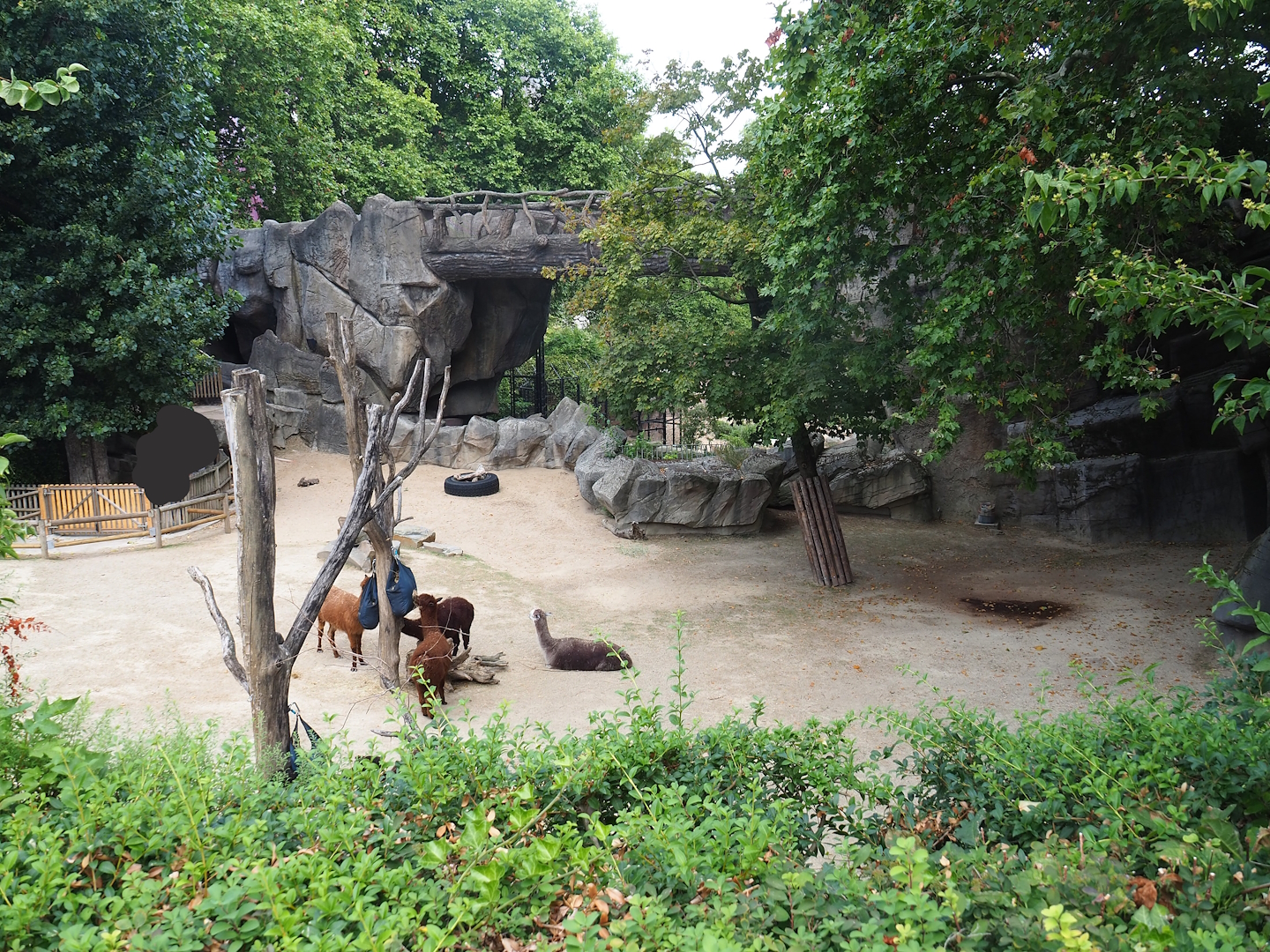 Alpaca paddock, 2022-08-16
