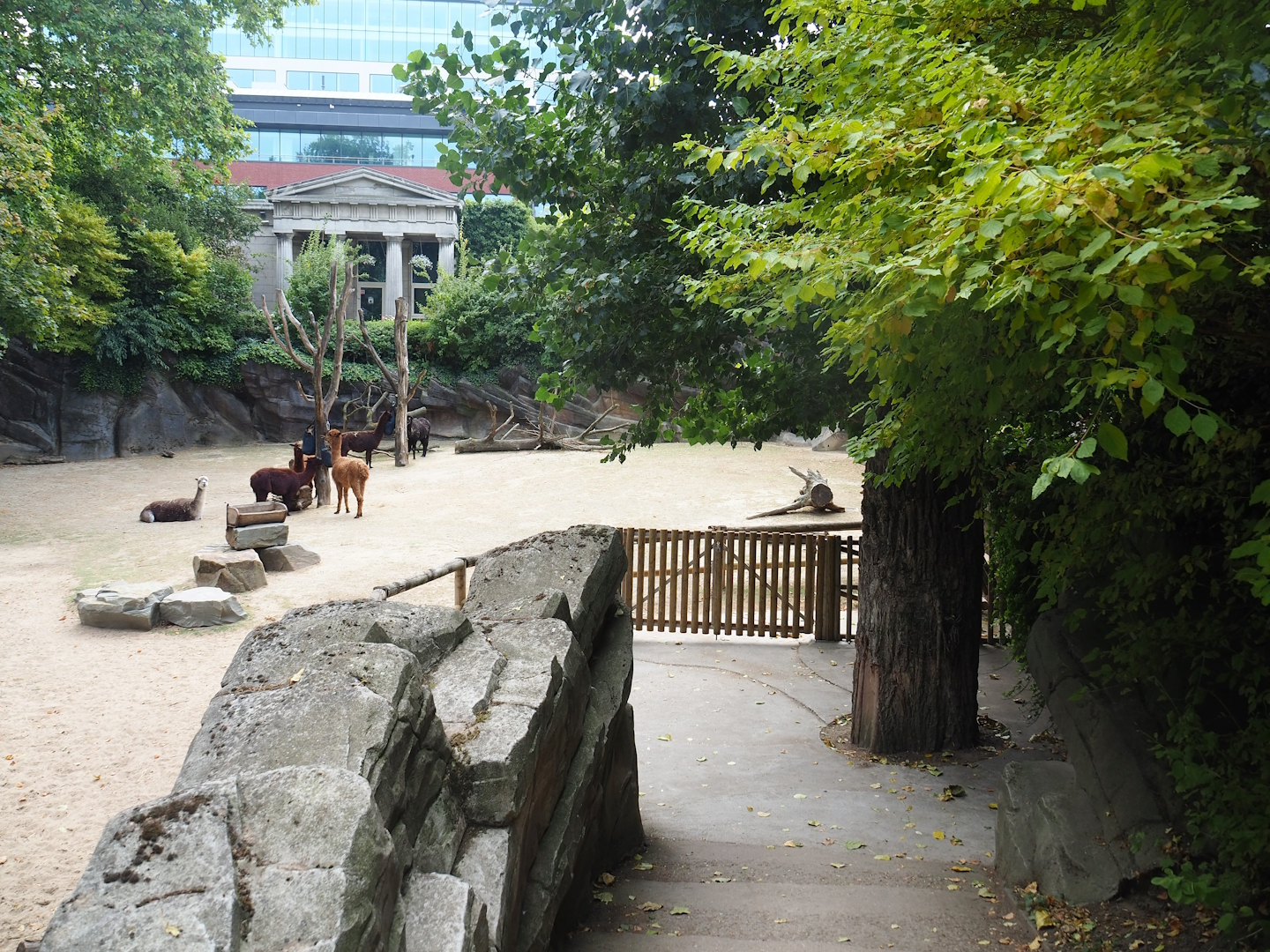 Alpaca paddock and alpaca viewing area, 2022-08-16