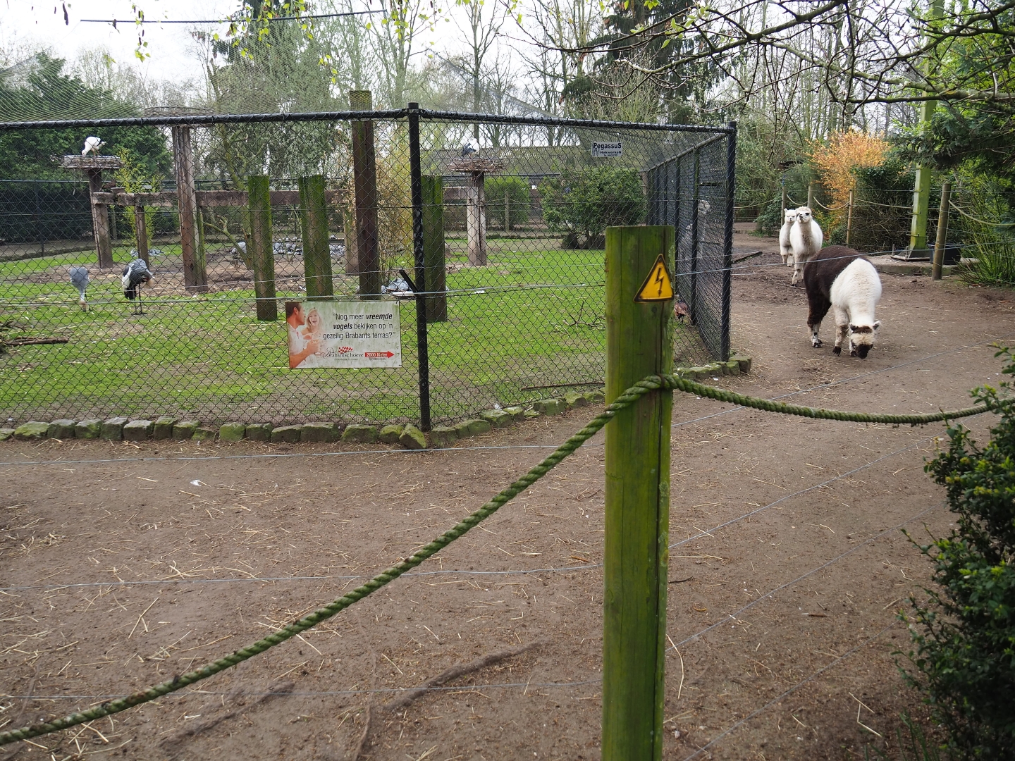 Alpaca paddock around large bird aviary, 2019-04-06