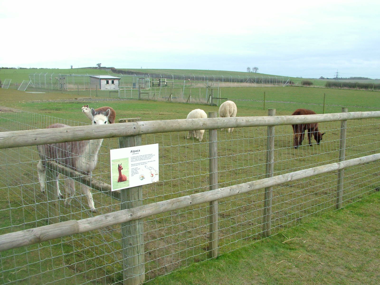 Alpaca paddock at Hamerton 05/04/10