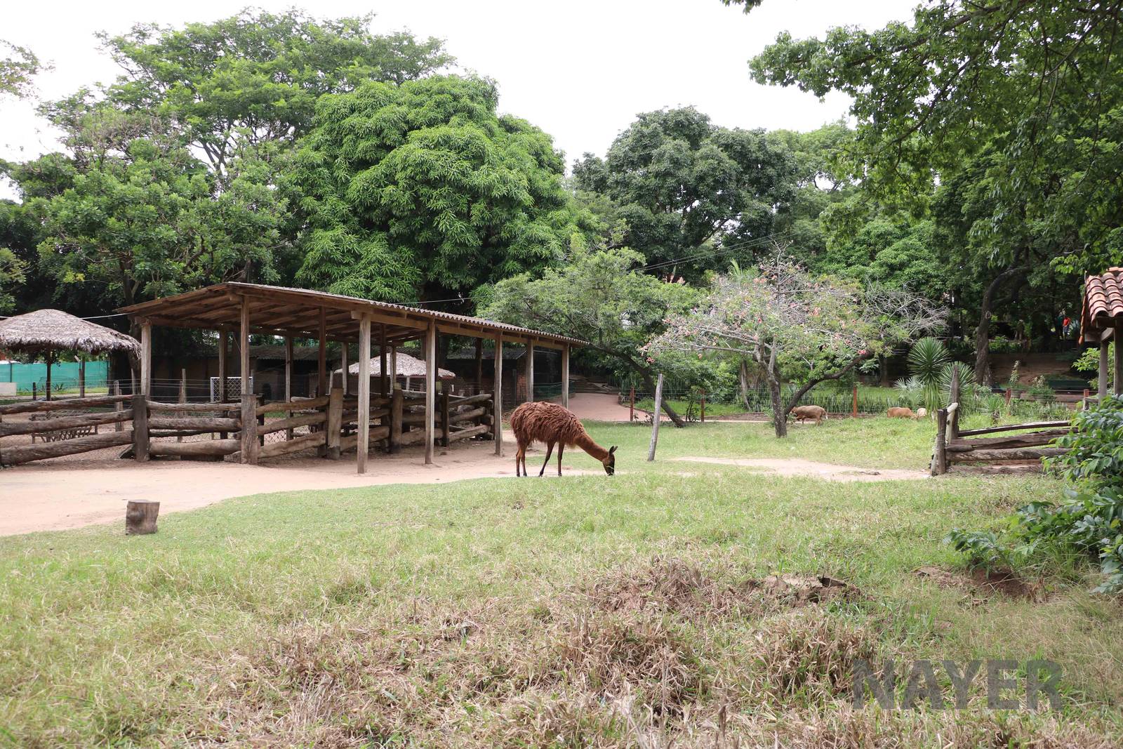Alpaca paddock, March 2016