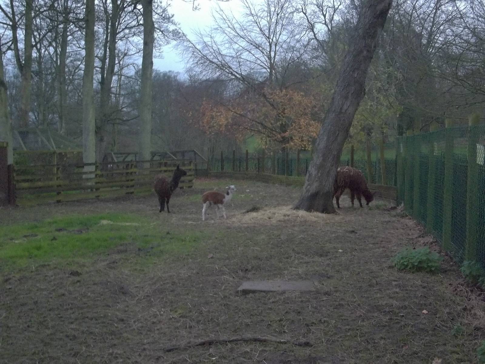 Alpaca paddock vista, 30th November 2014