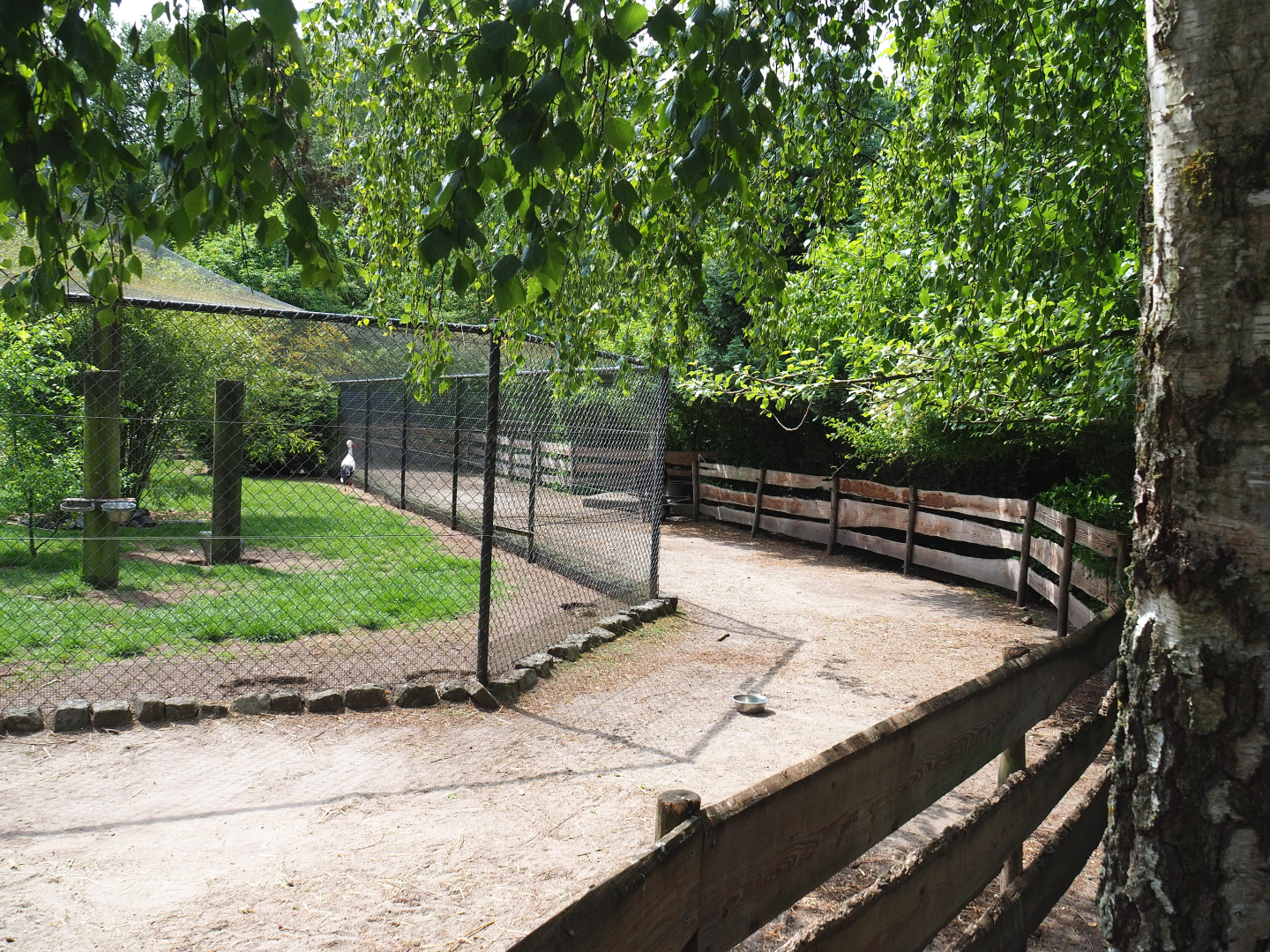 Alpaca paddock wrapping around large mixed aviary, 2022-05-17