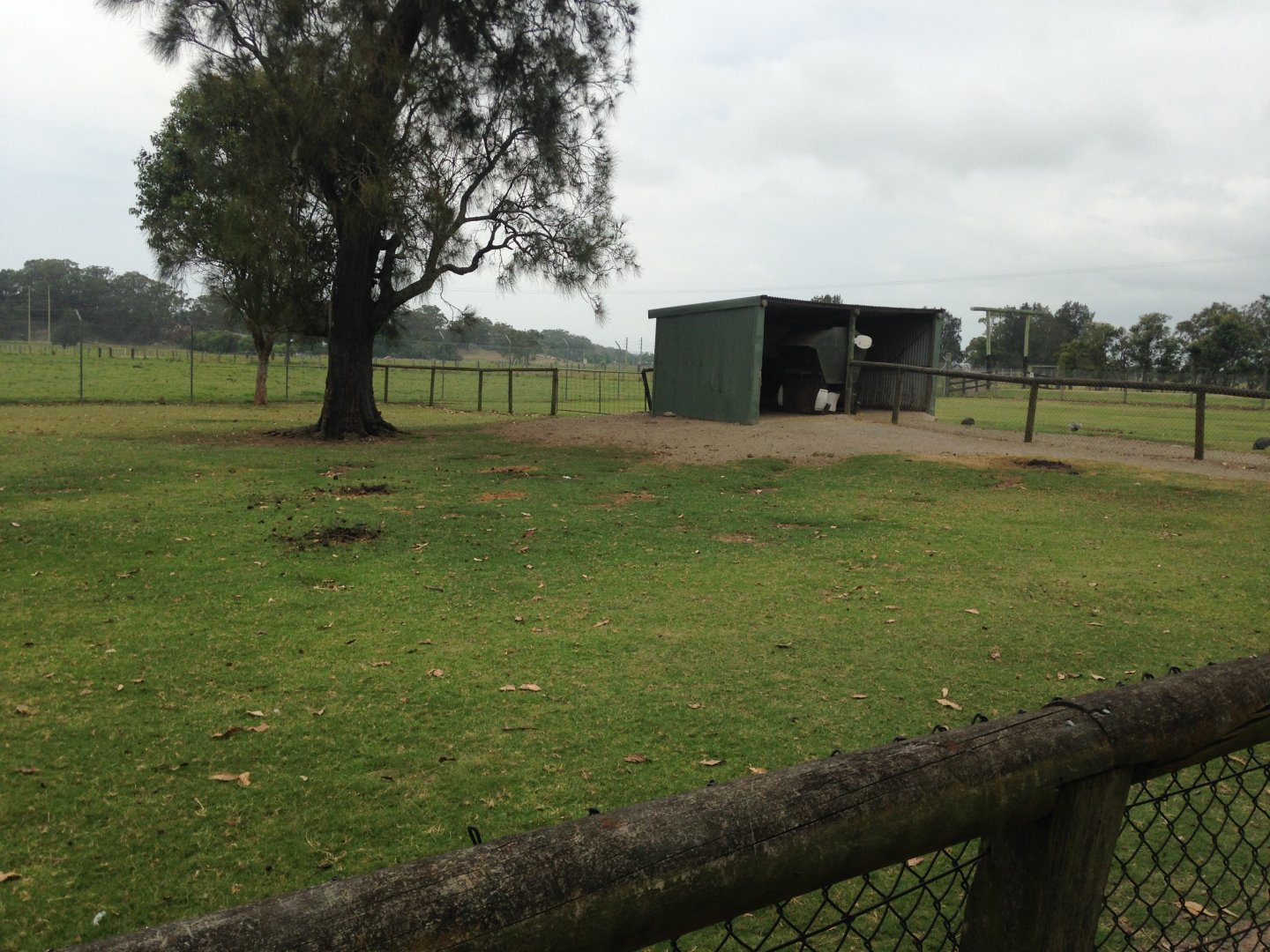 Alpaca paddock