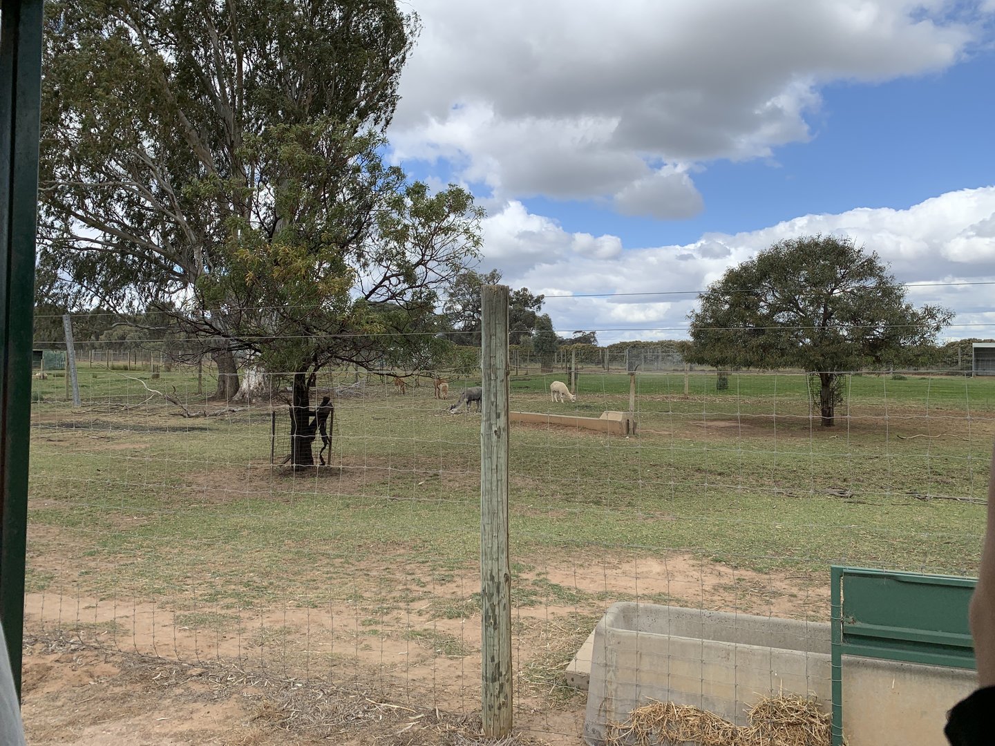 Alpaca Paddock