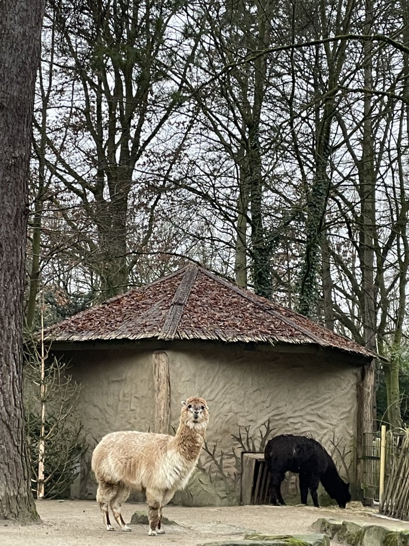 Alpaca paddock