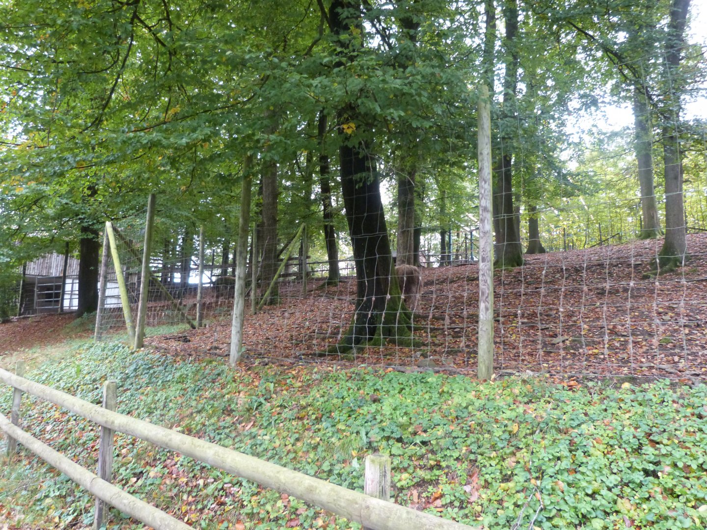 Alpaca - Parc animalier de Bouillon