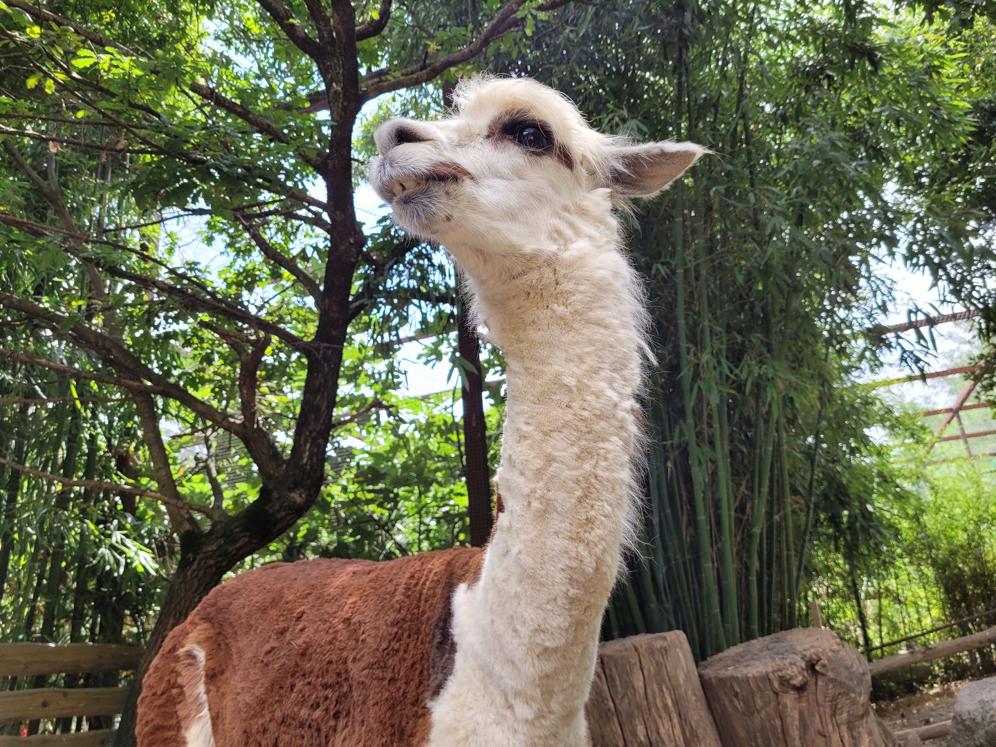 Alpaca -Parc Animalier des Pyrénées (2023)