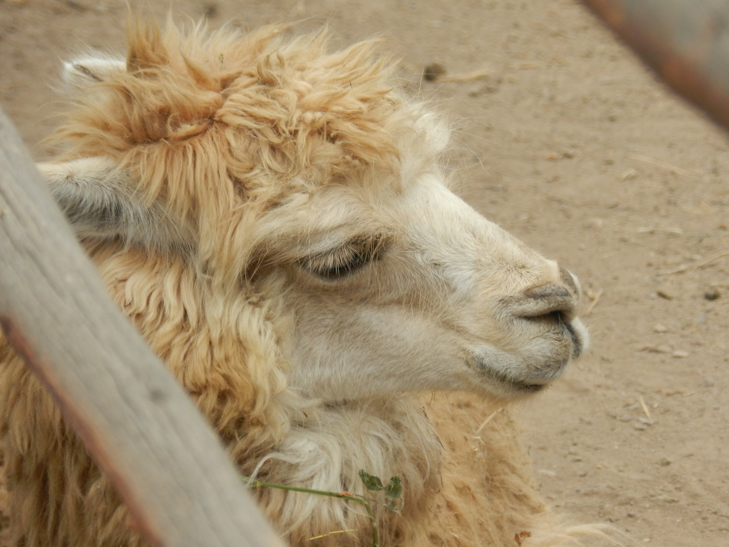 Alpaca - Parque Zoológico Huachipa