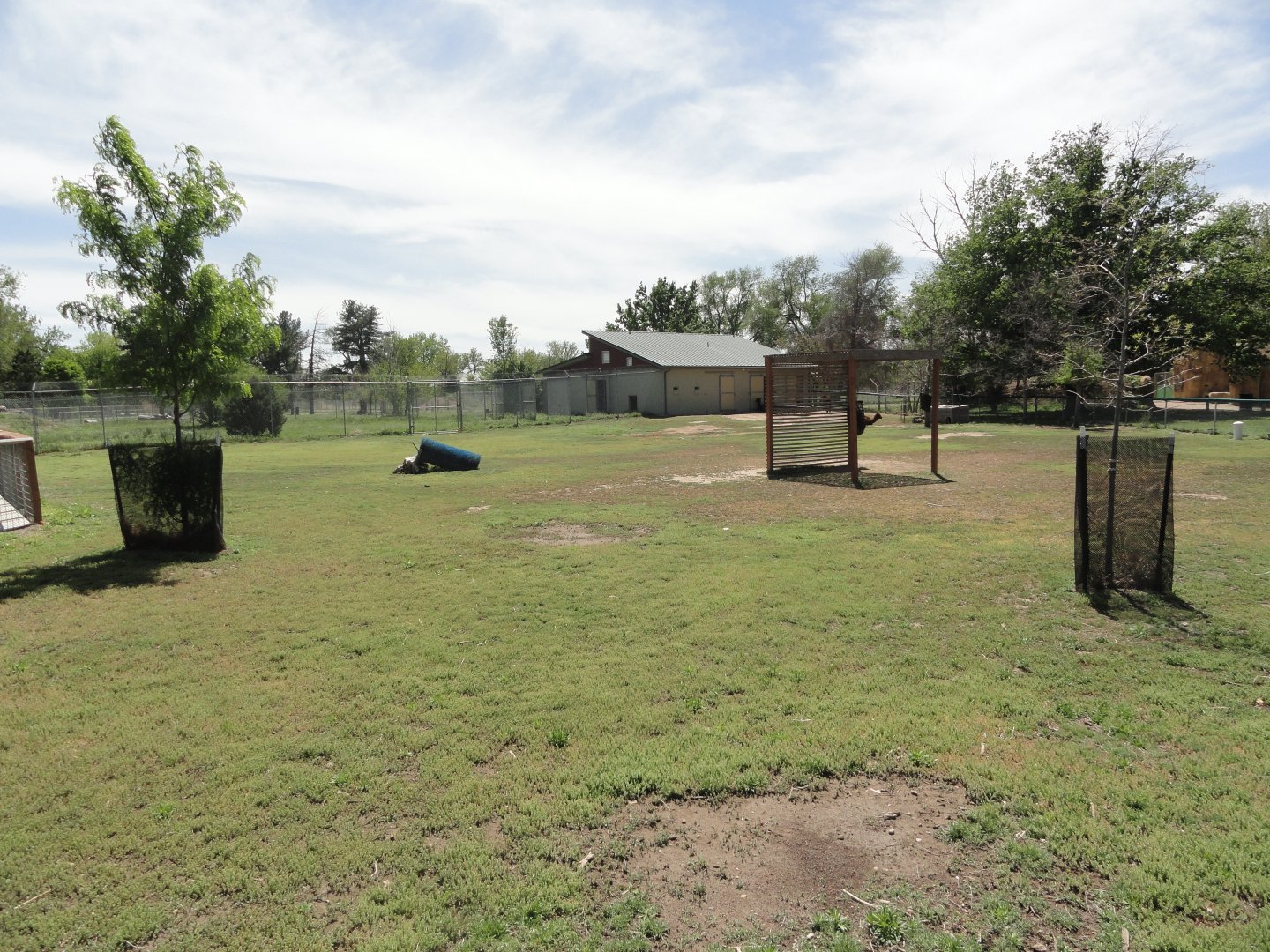 Alpaca, Patagonian Cavy Exhibit