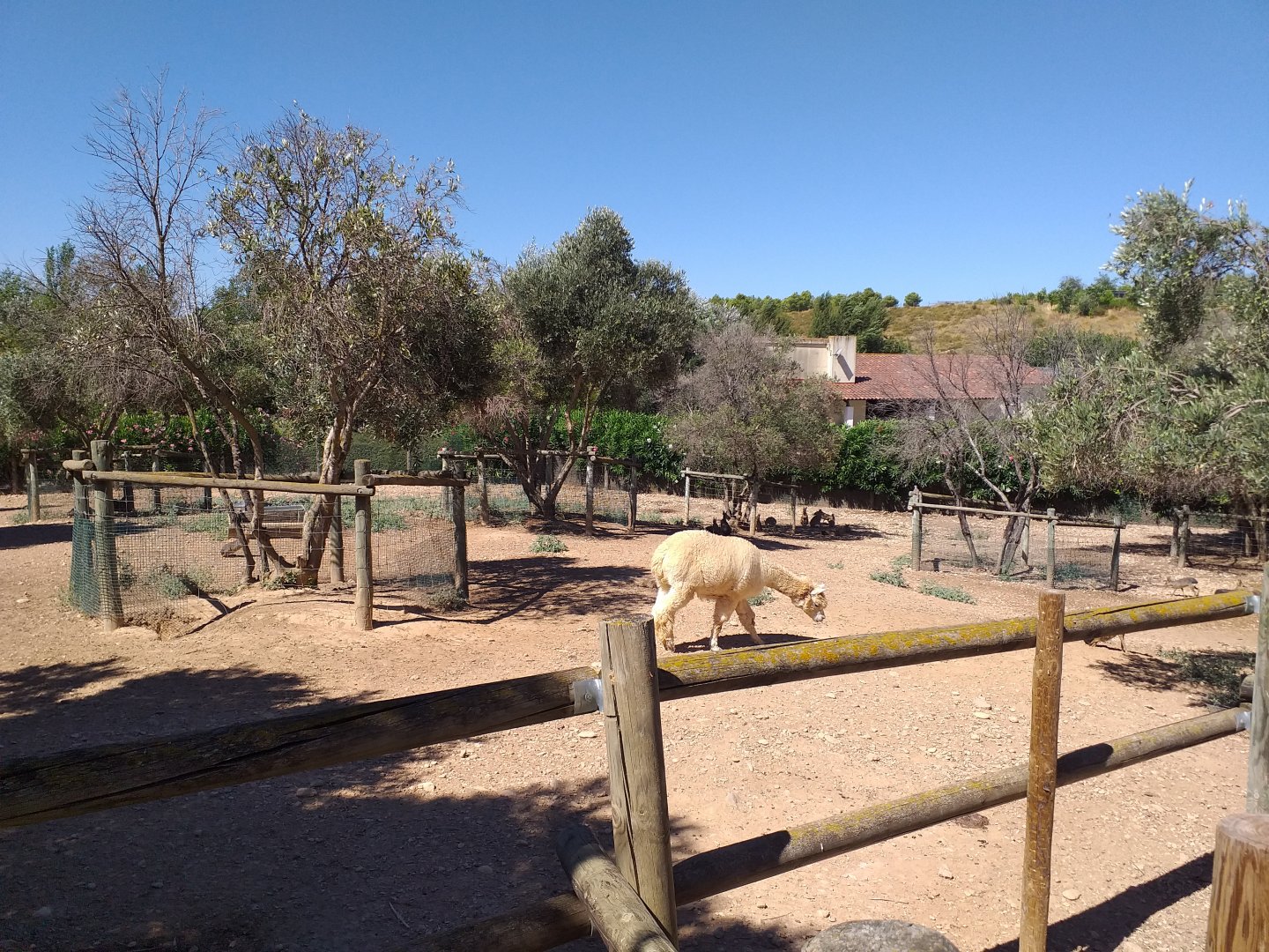 Alpaca, Patagonian mara and Greater rhea exhibit -Sendaviva (2020)