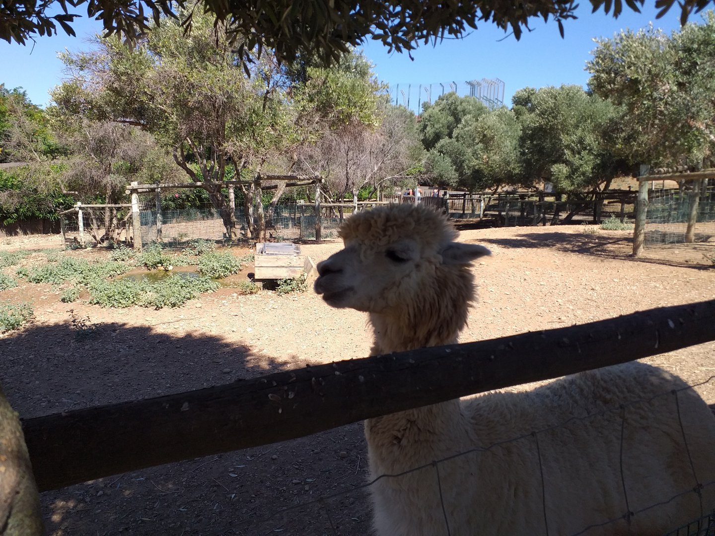 Alpaca, Patagonian mara and Greater rhea exhibit -Sendaviva (2020)