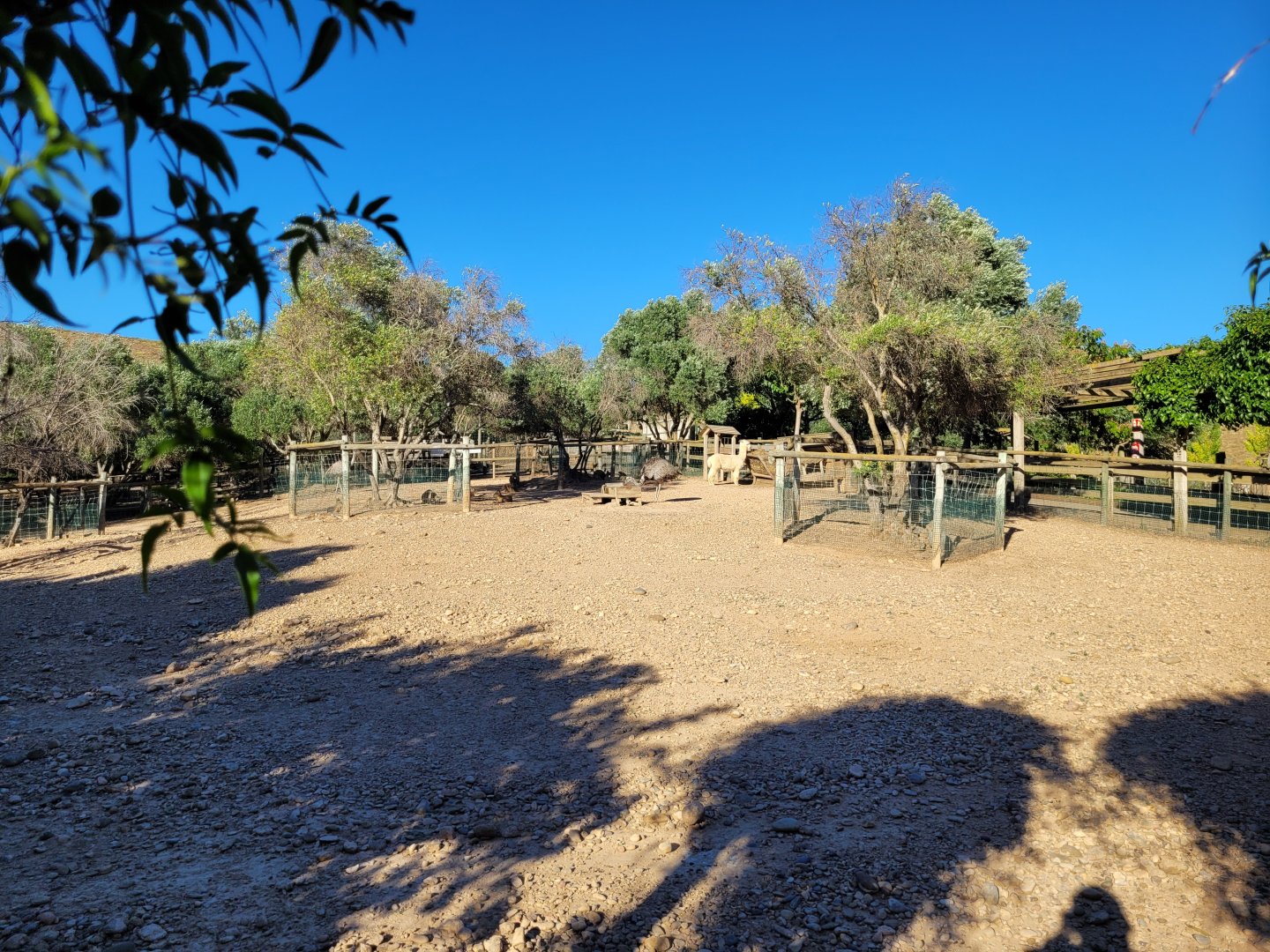 Alpaca, Patagonian mara and Greater rhea exhibit -Sendaviva (2024)