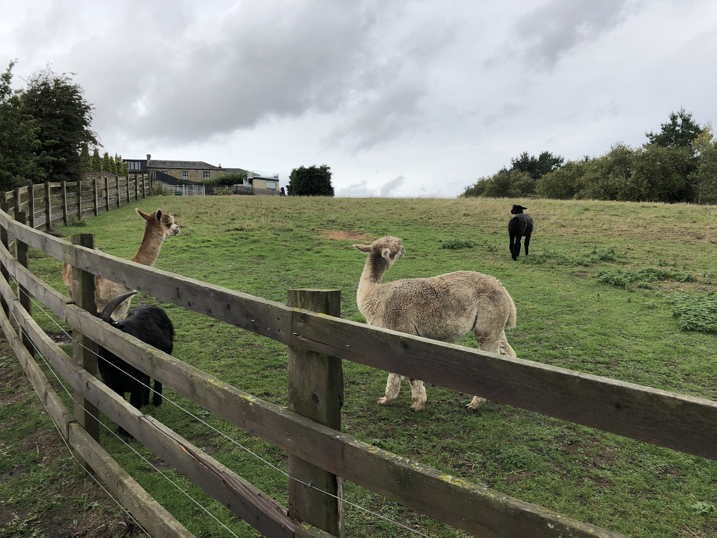 Alpaca / Pygmy Goat Enclosure at Ponderosa Zoo (October 2022)