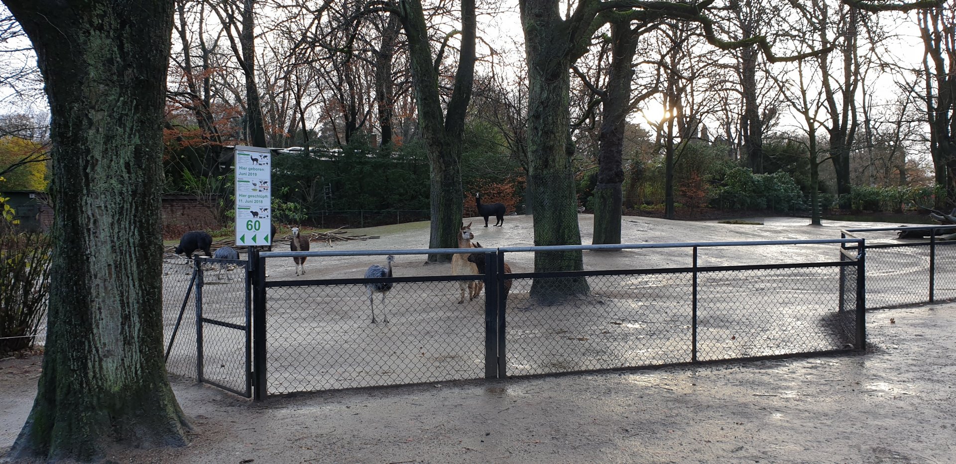 Alpaca - Rhea enclosure