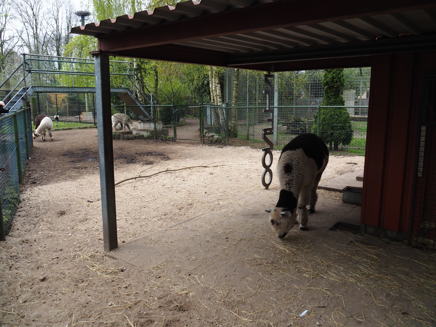 Alpaca shelter and paddock