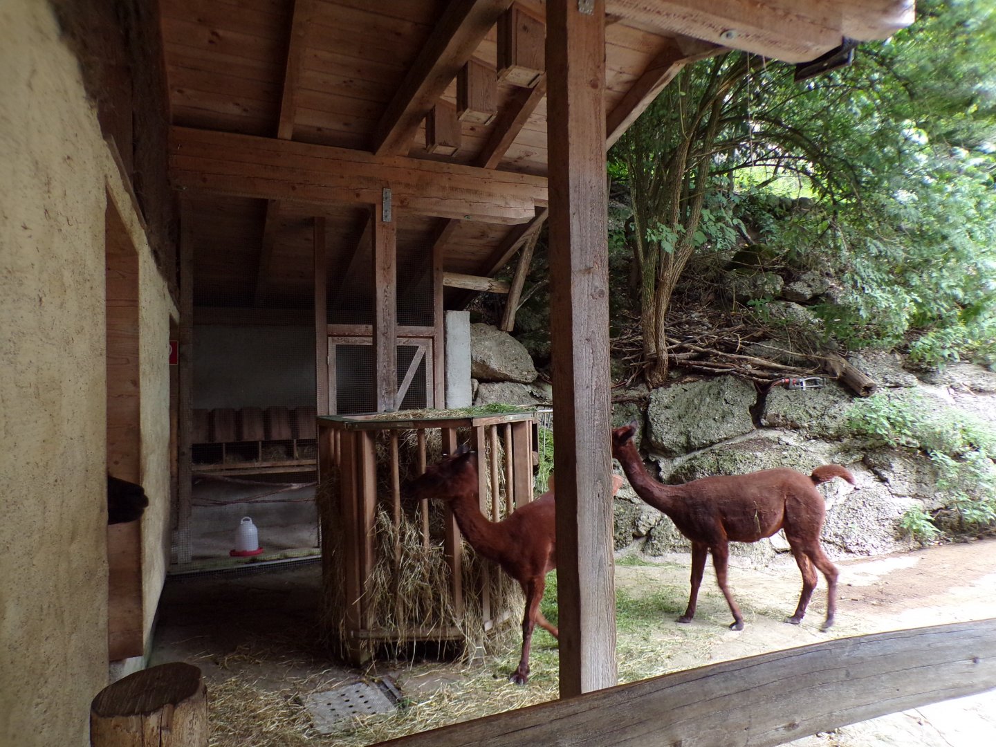 Alpaca sheltered area 13.7.25