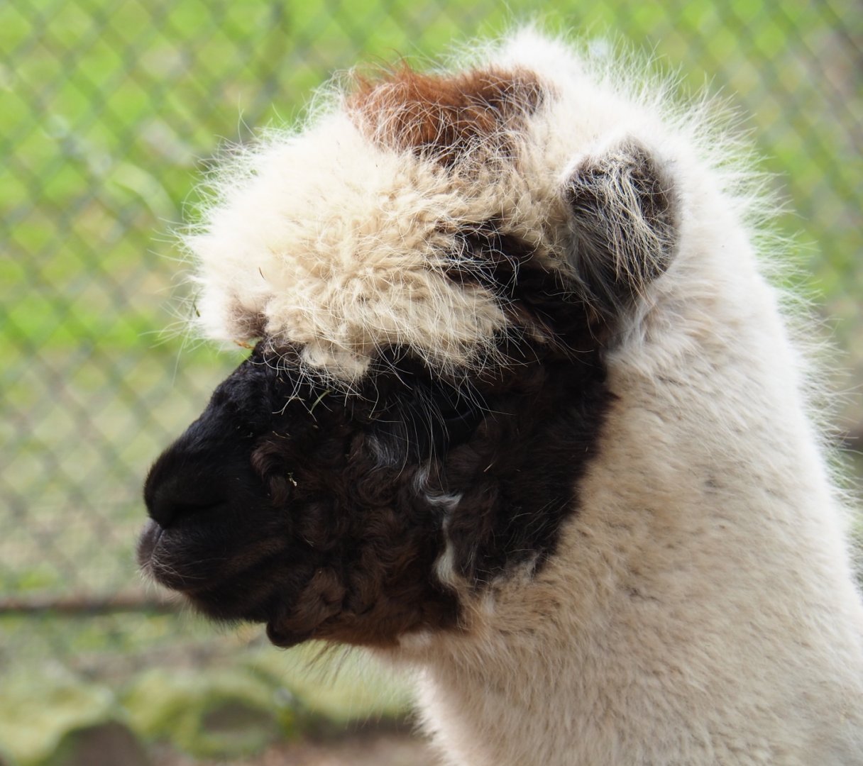 Alpaca (Vicugna pacos), 2019-04-06