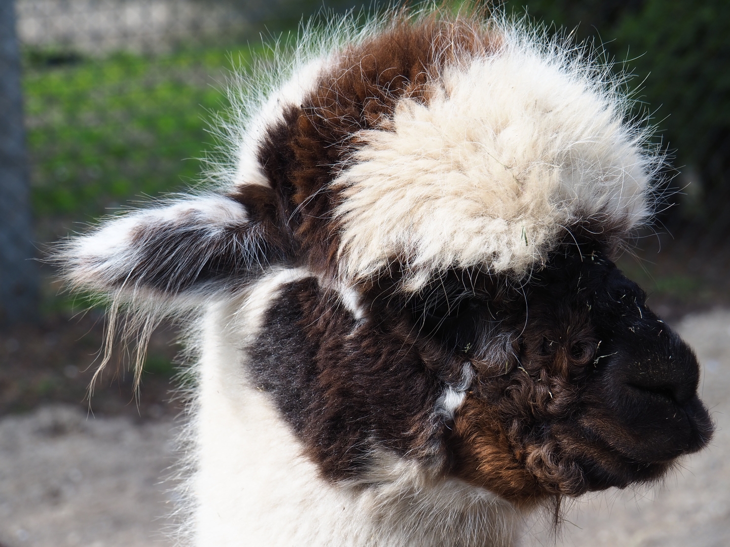 Alpaca (Vicugna pacos), 2019-04-06
