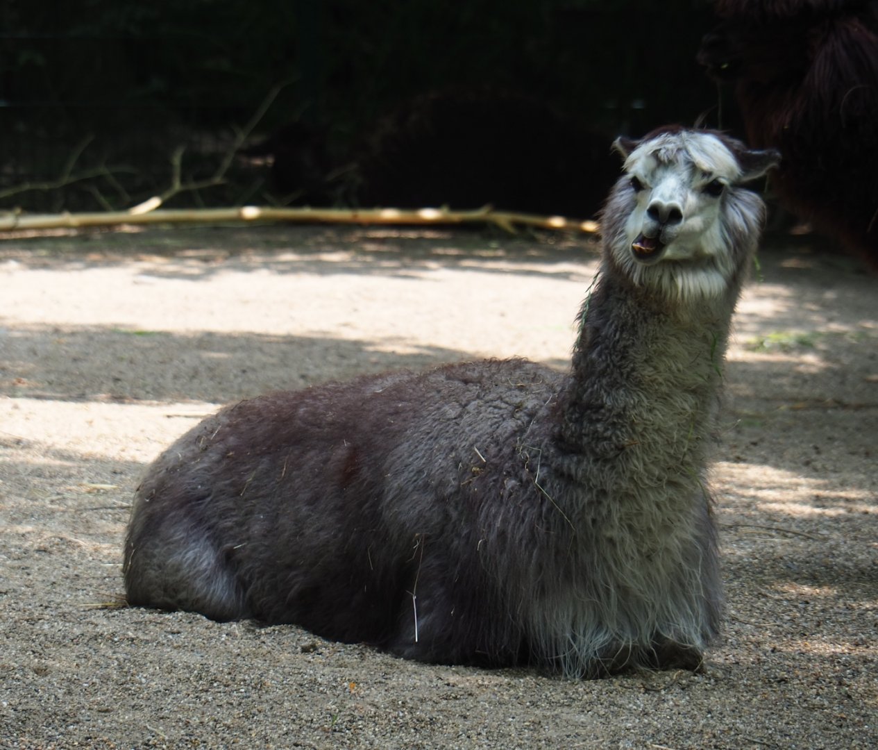 Alpaca (Vicugna pacos), 2019-06-26