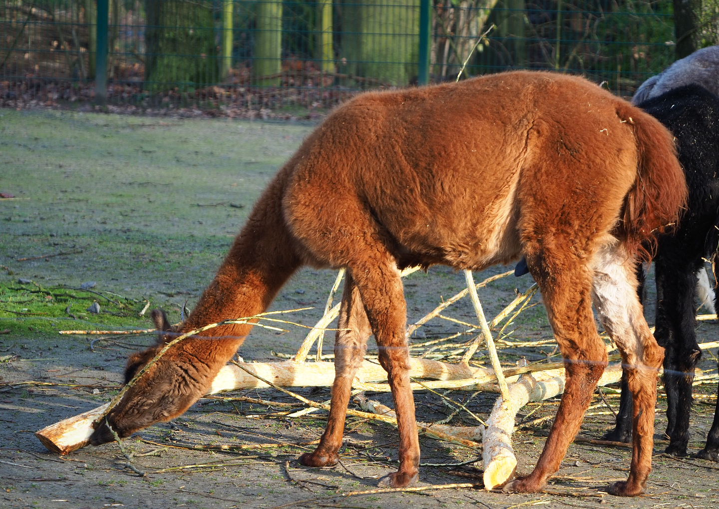 Alpaca (Vicugna pacos), 2019-12-28